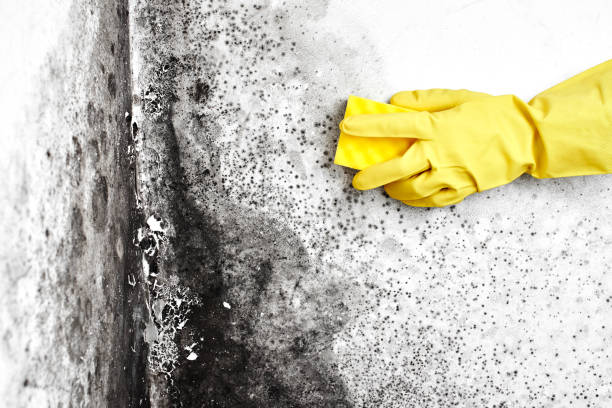 Best Attic Mold Removal  in Harper, TX