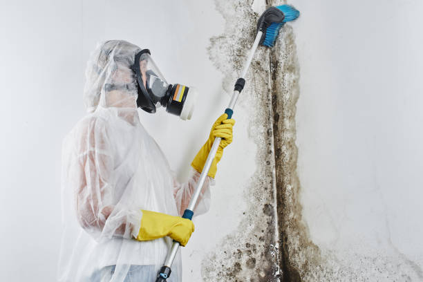Best Professional Mold Removal  in Harper, TX