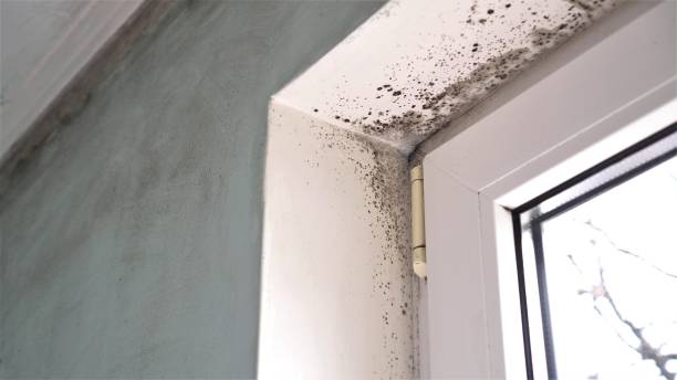 Best Mold Remediation Experts  in Harper, TX