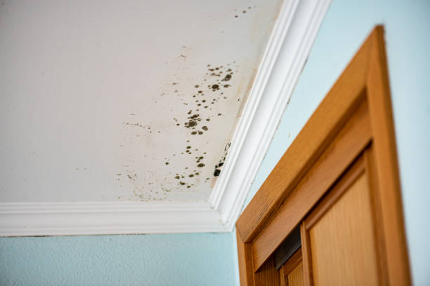 Best Professional Mold Removal  in Harper, TX