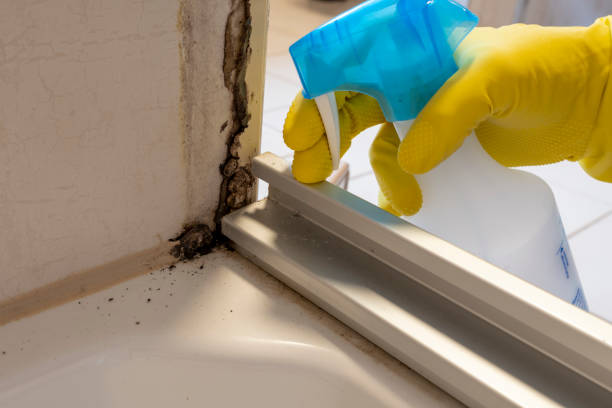 Best Commercial Mold Removal  in Harper, TX