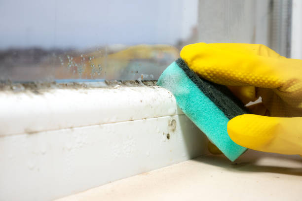 Best Certified Mold Removal  in Harper, TX