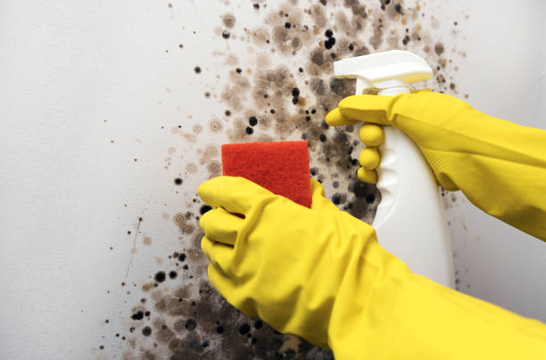 Best Home Mold Removal  in Harper, TX