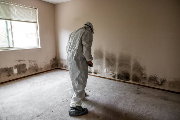 Best Office Mold Removal Services  in Harper, TX