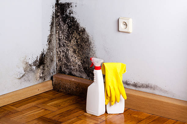 Best Emergency Mold Removal  in Harper, TX