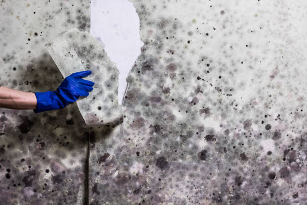 Best Crawl Space Mold Removal  in Harper, TX