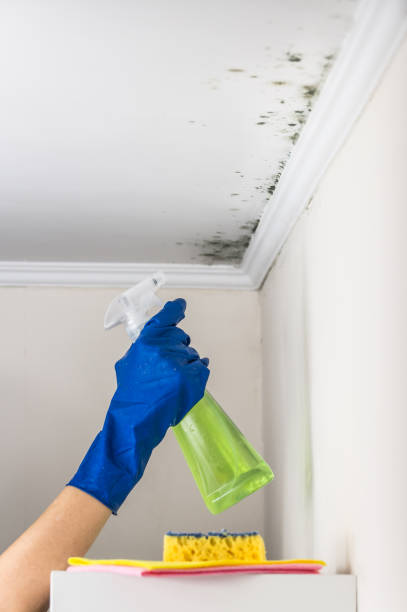 Best Mold Damage Repair  in Harper, TX