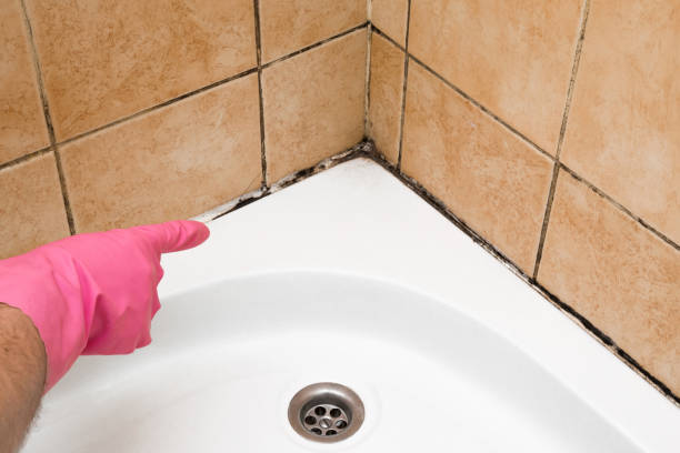 Best Mold Testing and Removal  in Harper, TX